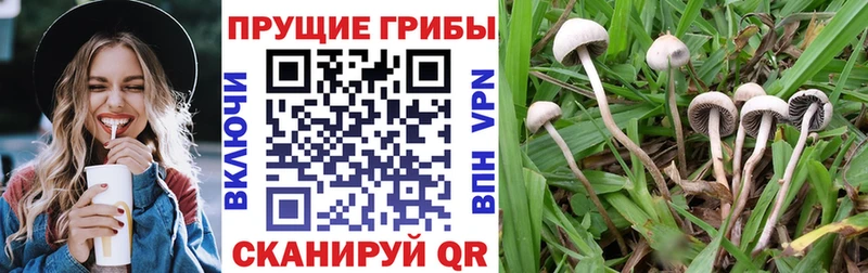 даркнет сайт  Шахунья  Галлюциногенные грибы GOLDEN TEACHER 